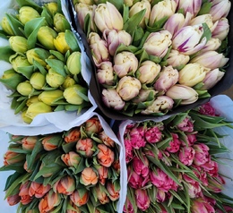 Тюльпаны пионовидные